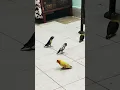 Download Lagu Running and running lovebirds #shorts #ytshorts #birds