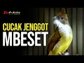 Download Lagu MASTERAN CUCAK JENGGOT GACOR FUL BESET