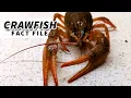 Crawfish Facts aka CRAYFISH facts Animal Fact Files