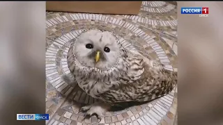 Омичи нашли дикую сову прямо на теплотрассе