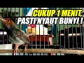 Download Lagu Prenjak gacor DOR suara JERNIH 💯% BIKIN Prenjak STRESS MACET BUNYI CEPAT EMOSI, COBA SAJA !!!