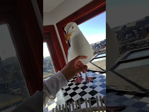 Creo Que Mi Mascota Gaviota Sigue En Embarazo