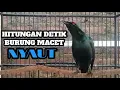 Download Lagu Perling Kumbang Gacor dan teler Full Isian Memanggil Lawan Cucak Keling