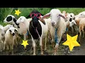 Lagu ey ey CACA MARICA - DJ REMIX ANAK KAMBING SAYA