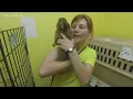 Muskegon couple leaves behind more than 100 bunnies