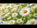 Daisy Garden 🌼 soft waltz piano for peaceful days & quiet mornings [ 3+ Hours ]