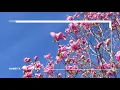 Harry K - The Deep End [Eton Messy Records]