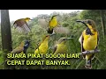 Download Lagu suara pikat sogon ampuh untuk burung tengah hutan yang masih koloni.