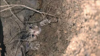 Poor stray kitten buried deep down in a collapsed crack was rescued by a stray dog.