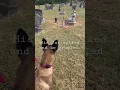 Download Lagu Do dogs see ghosts? 👻💀#ghost #dogsseespirits #belgianmalinois #cemetery #muerte #goliad graveyard