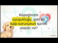 Köpeklerde Tiroid Hastalıkları