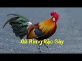 Download Lagu Tiếng gà trống rừng gáy|dùng để bẫy hoặc kích bổi chạy rất hiệu quả|kèm file dowload mp3