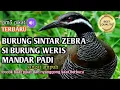 Download Lagu suara pikat burung mandar padi//burung weris zebra//burung siantar semak.