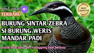 suara pikat burung mandar padi burung weris zebra burung siantar semak 