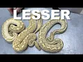 Featured Morph Lesser Ball Python