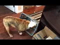 Bulldog helps out with the laundry