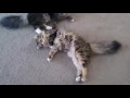 Maine coon Tabby Mixed Cats chilling - Cute Cats