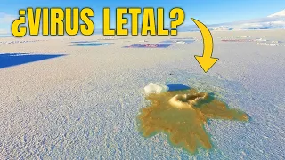 Algo sale del hielo siberiano, y no es bueno