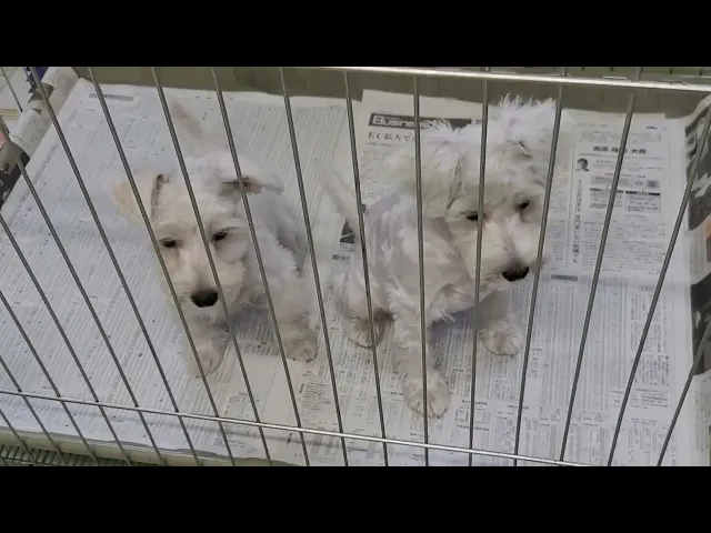 動画