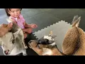 Visiting Amish Farm and House petting zoo - Lancaster PA