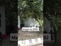Download Lagu kalau di daerah kios minyak yang ada hanya dari Pertamina. tidak ada yang lain.
