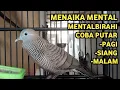 Perkutut Lokal Gacor Suara Super Kristal - Pancingan Malas Bunyi  (99%AMPUH BANGET)