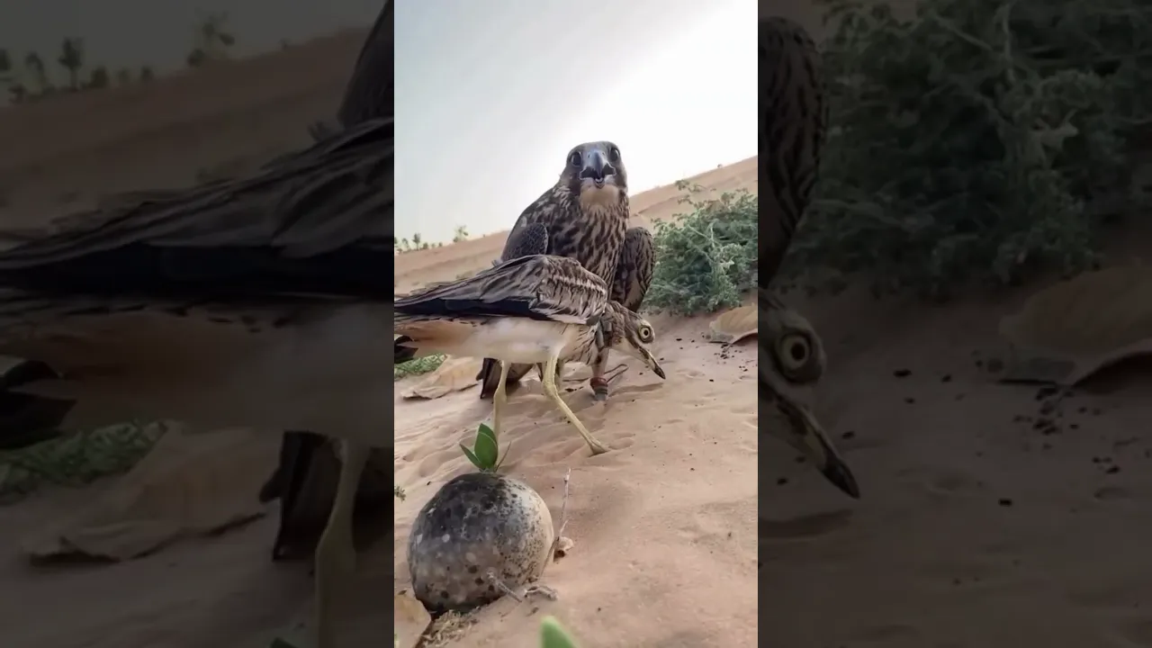 صقر