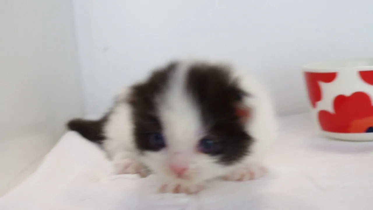 動画