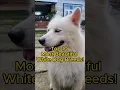 Download Lagu Top 10 Most Beautiful White Dog Breeds!