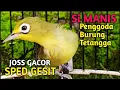 Download Lagu KECIAL KUNING SI MANIS | PENGGODA EMOSI KECIAL IKUT GACOR NGEJOS | SPED PENDEK GESIT