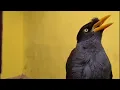 Download Lagu Masteran burung jalak kebo terpopuler
