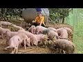 Download Lagu Small farm.  Raising pigs and chickens.  Country life.  (Episode 163).