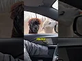 Lagu Hij gaf één alpaca te eten en negeerde de andere. #shorts