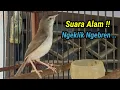 Download Lagu Prenjak Klik Klik Gacor Suara Alam Dan Isian || Prenjak Klik Klik Pasti Nyaut