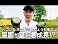 Download Lagu 夏に急成長!? メロン、さつまいも、とうもろこしはどうなった？【野球場菜園】