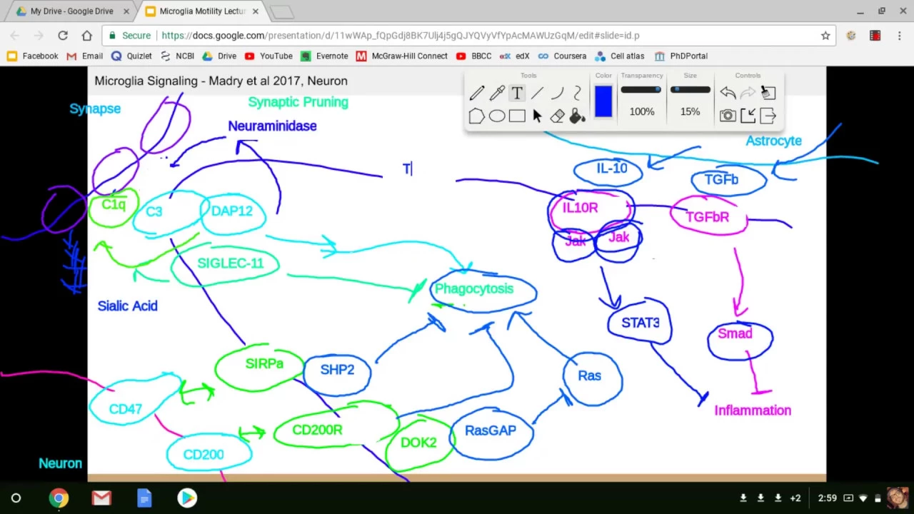 Microglia Lecture