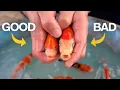 Lagu The Process of Selecting Koi Fish - World's Largest Koi Farm Japan (One Hour)