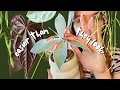 My Top EASY UNIQUE Houseplants