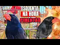 Download Lagu BICO DE PIMENTA PIMENTÃO CANTANDO E FÊMEA DE BICO-DE-PIMENTA CHAMANDO MUITO PARA ESQUENTAR.