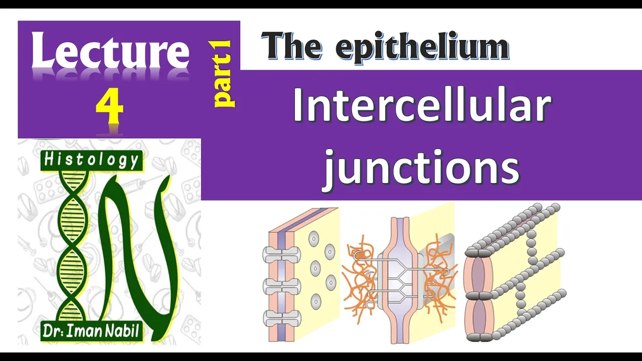 4a- Intercellular junctions Part1-Histology-Epithelium-First year