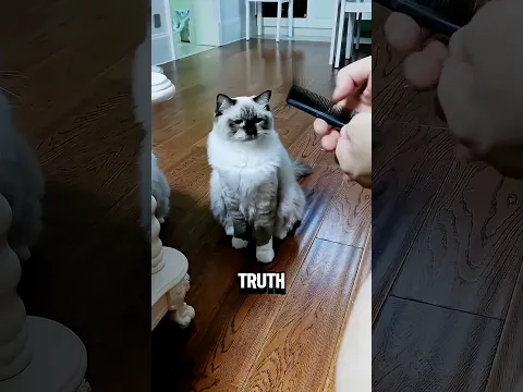 Never Do This Comb Trick In Front of Your Cat‼️😱