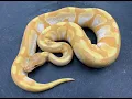 Banana Ball Pythons can be amazing with the right morphs mix in See what I came up with in 2021