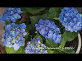 Download Lagu ERIKO - A Rainy Day (Instrumental)
