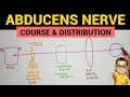 Abducens Nerve - 1 Course and Distribution