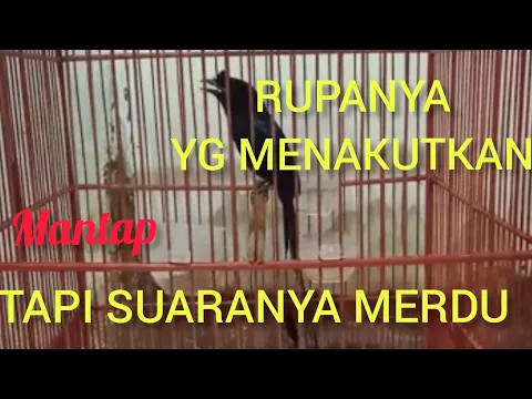 Download MP3 SRIGUNTING KRANTIL/SAERAN RAMBAY,si burung pintar,gacor