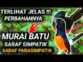 Lagu DARI SARAF INI SAJA KITA SUDAH TAHU CARA MEMBUAT MURAI BATU GACOR 