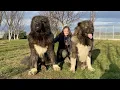 BIG TALENT 2