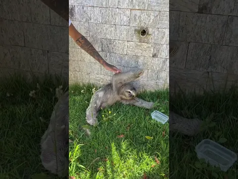 O bicho preguiça volta para nossa casa
