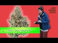 Kushector Joint Journal Review - Slapz by Terp Junky Farms