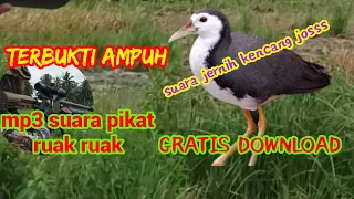 Download GRATIS DOWNLOAD🪅MP3 SUARA PIKAT RUAK RUAK AMPUH NYANYIAN BURUNG SAWAH #shortvideo #camo #ruakruak MP3